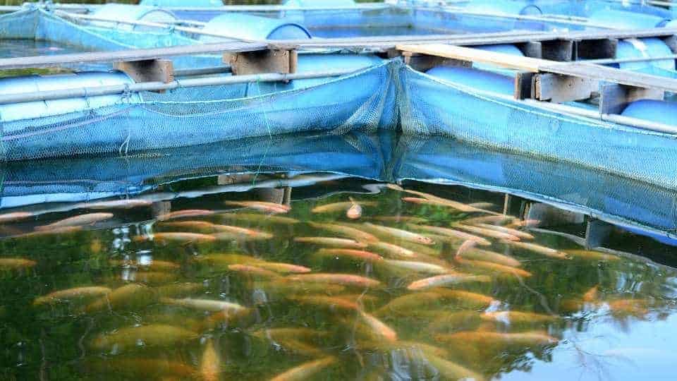 Fish Breeding