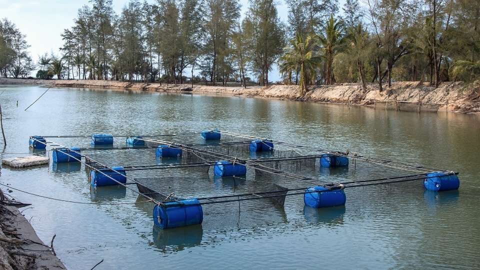 Inland Fish Breeding