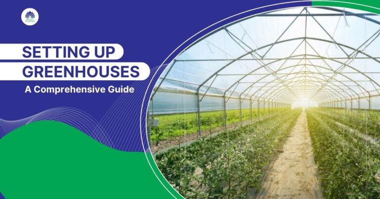 Setting Up Greenhouses: A Comprehensive Guide